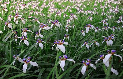 Cygames新游《GARNET ARENA》公开 魔幻ARPG