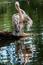 《真女神转生5》新影像、视觉图公布 11月11日上市